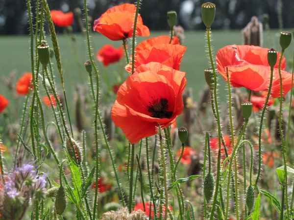 Mohn, immer wieder schön