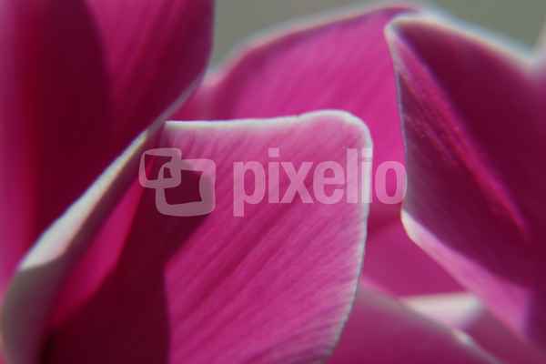 Orchideen Blüten Macro