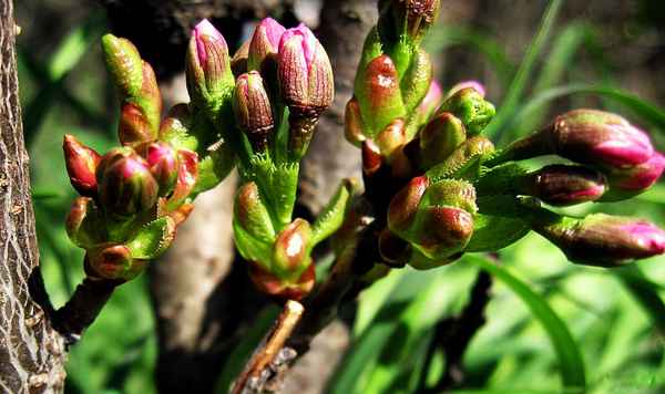 Wenn Kaliforniens Küste blüht