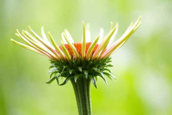 Echinacea