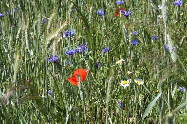 Ein Bett im Kornfeld 2 ...