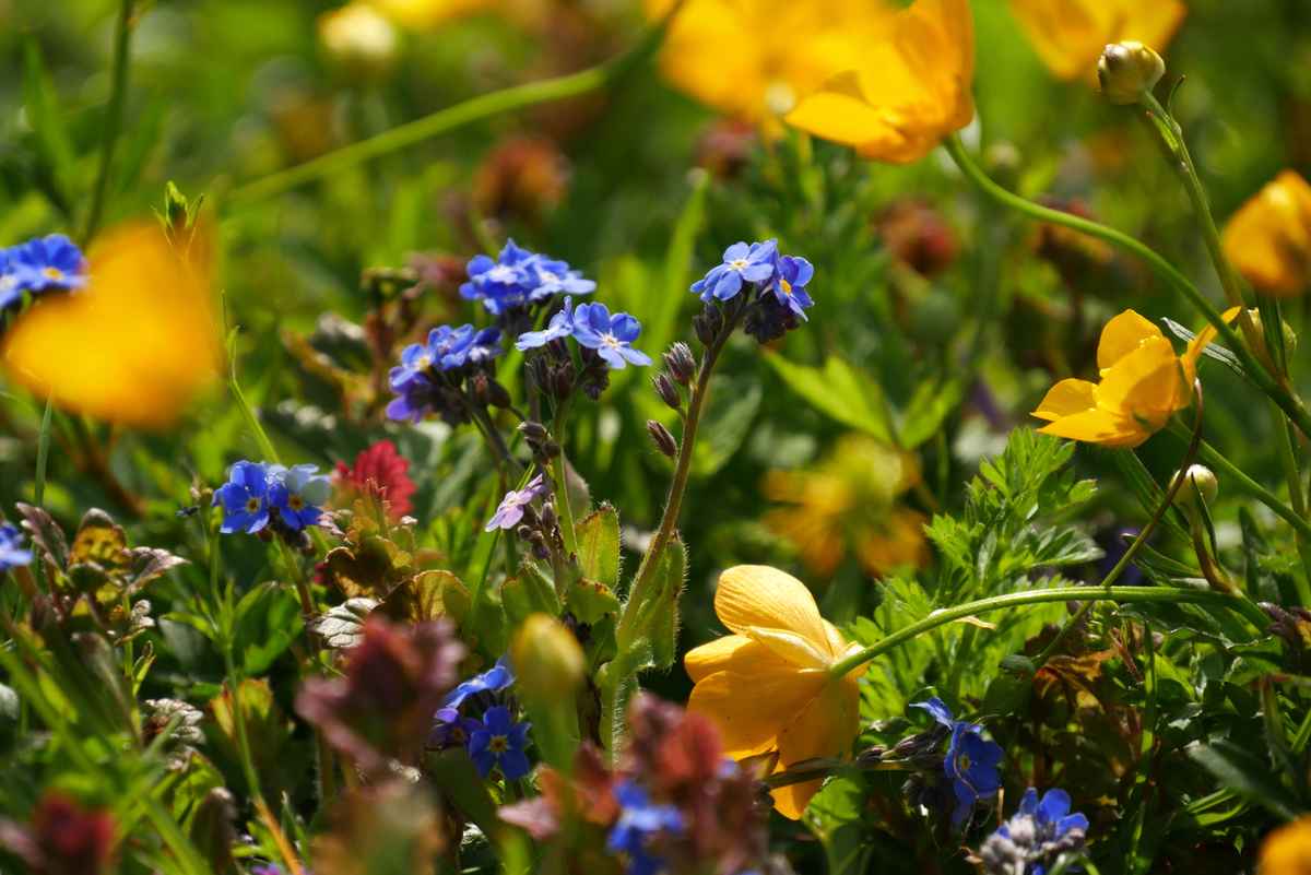 Wildblumenwiese