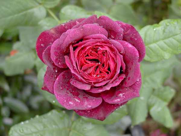 Englische Schönheit im Regen.