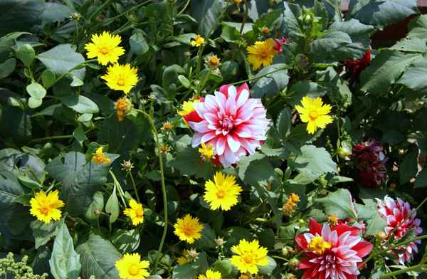 Park in Delhi, Indien