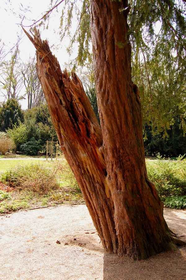 gepaltener Mammutbaum