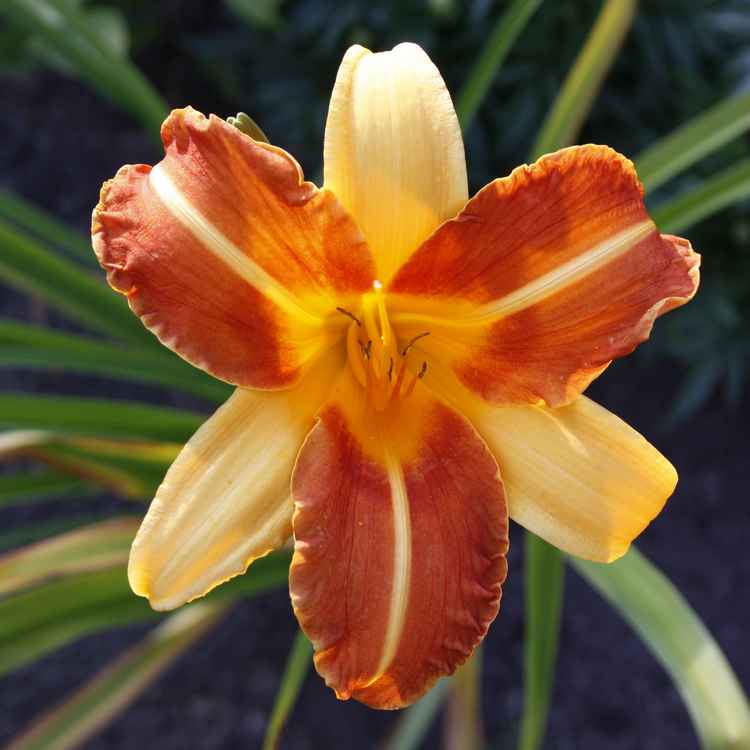 Taglilie zweifarbig #2