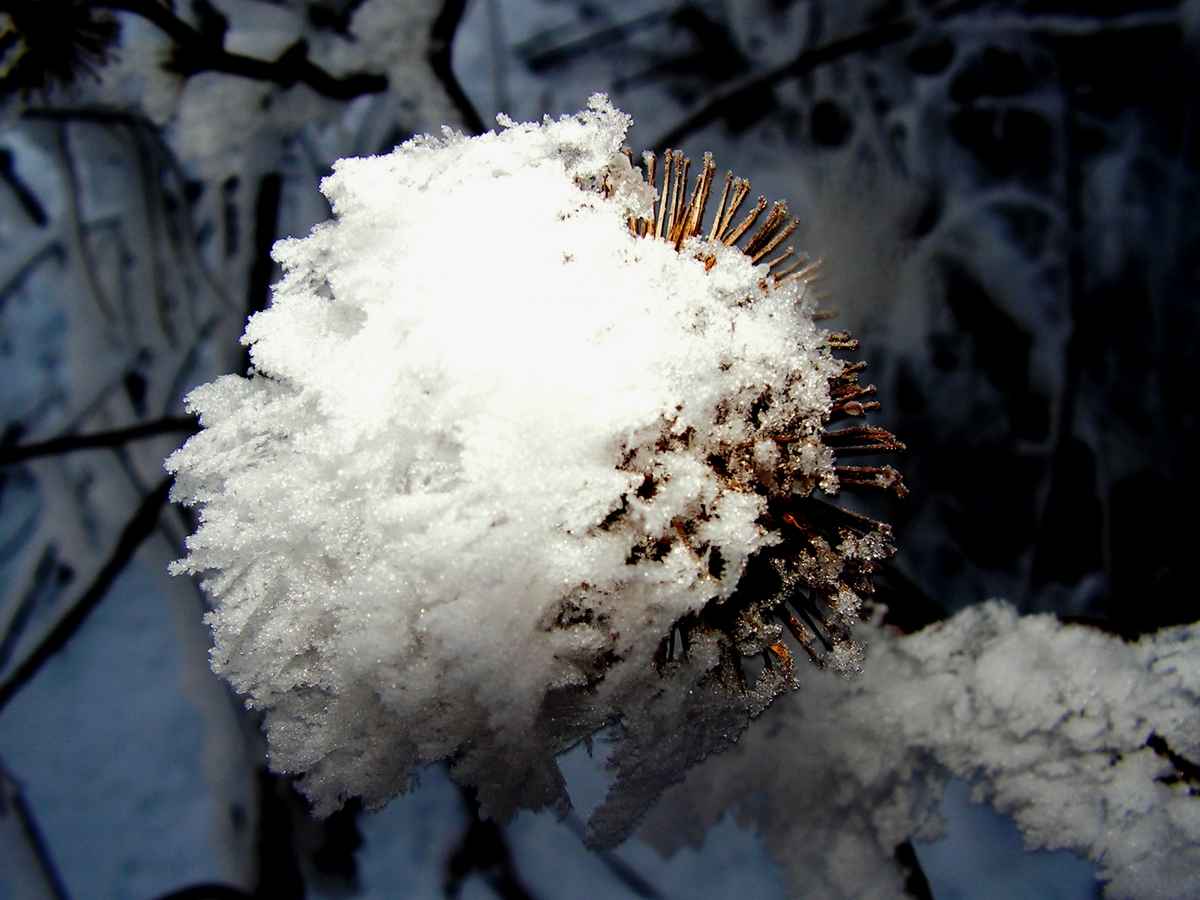 Winterblüte - Klette