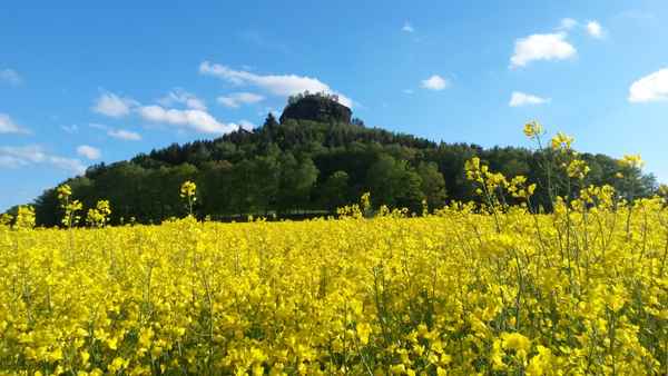 Zirkelstein zur Rapsblüte
