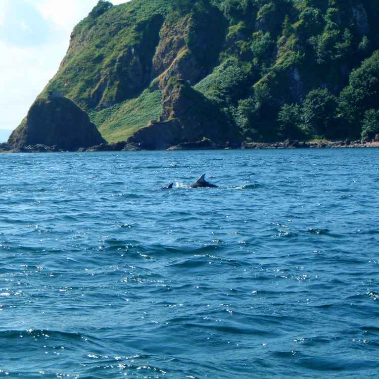 Delfin Mutter  und Kalb