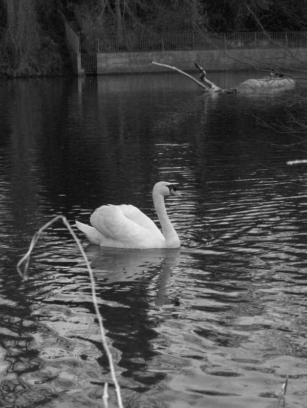 Edler Schwan