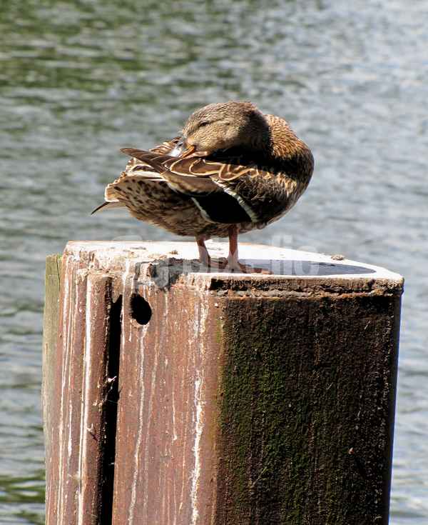 Beim Putzen