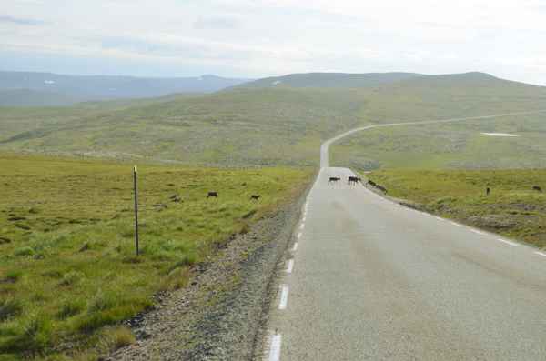 Straße am Nordkap