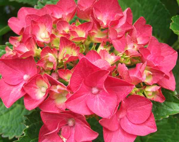 Hortensienblüten