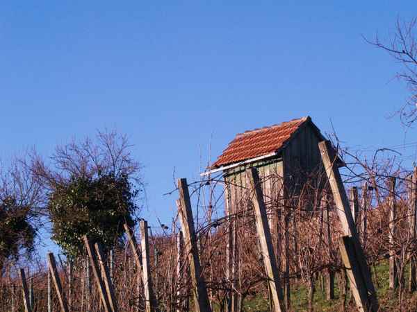 Nach der Weinlese