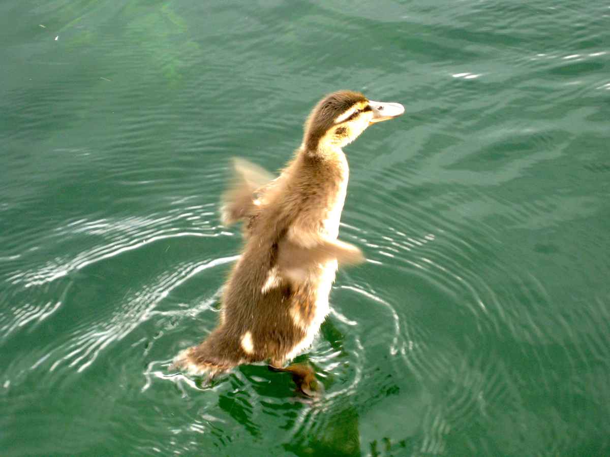erster Schwimmversuch