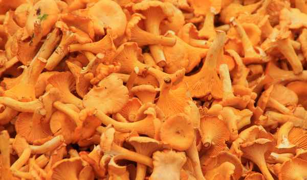 Pfifferlinge vom Viktualienmarkt 02