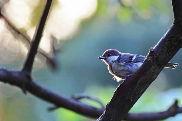 Gezwitscher im Garten I