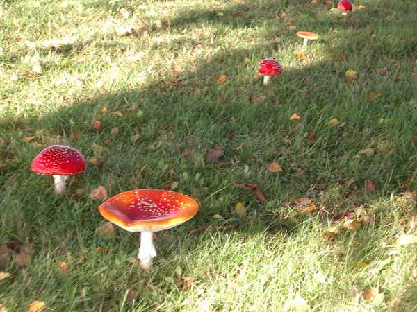 Fliegen Pilze