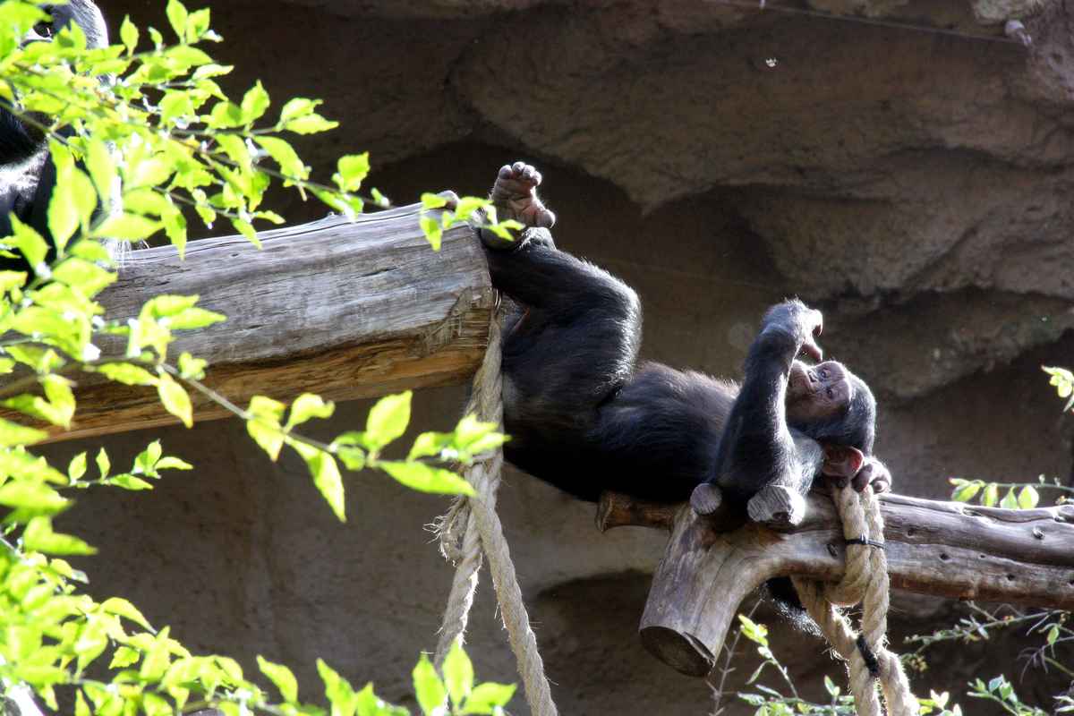 Er macht es sich bequem ...