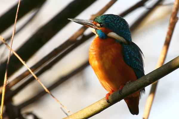 Konservenmaterial Cannon EOS 30D