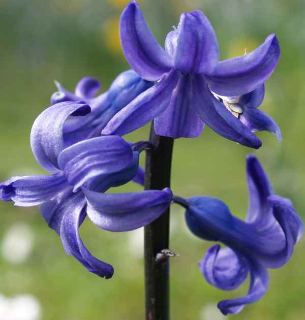 blaues Blümlein II