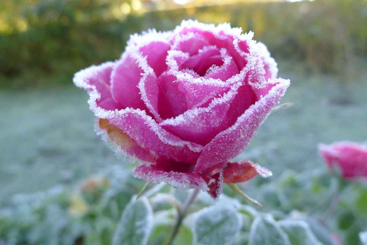 Gertrude Jeckyll im Reifrock