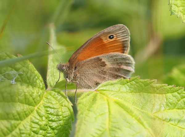 Kleines Wiesenvögelchen ( Coenonympha pamphilus)