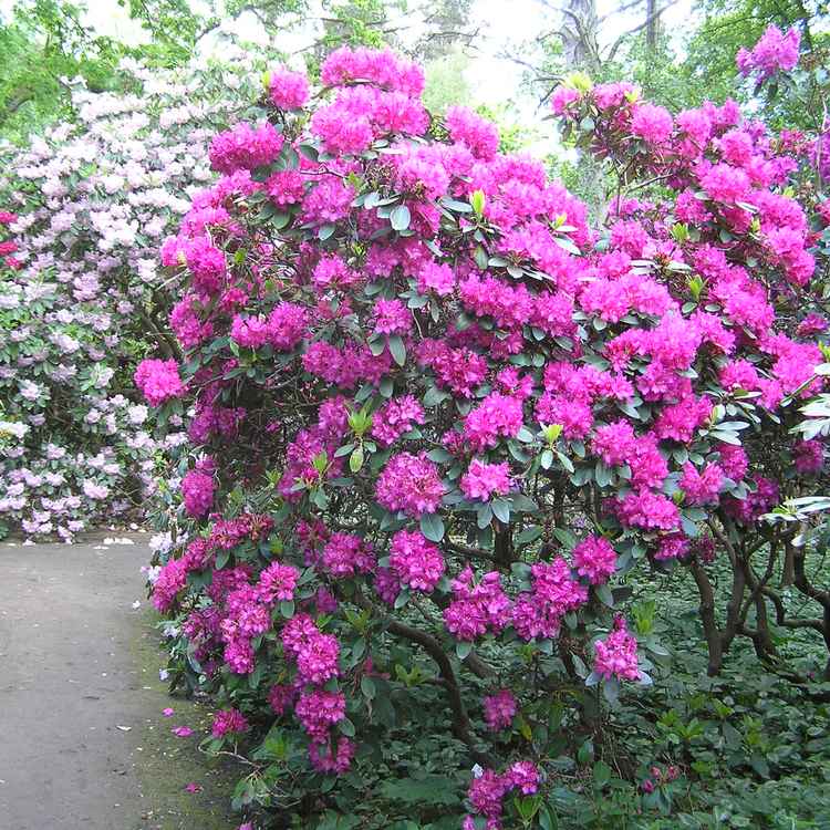 Rhododendron-Blüte