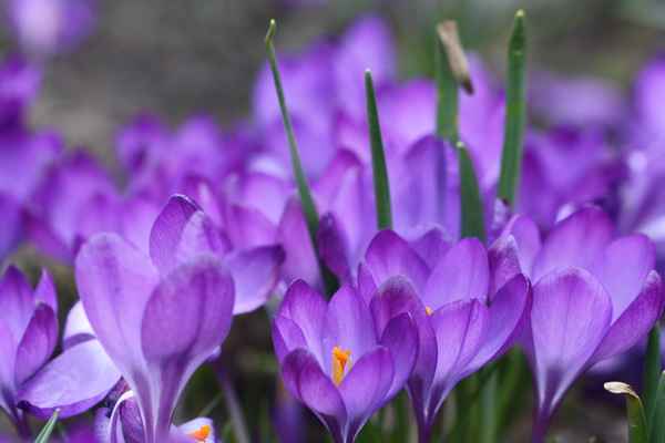 Blaue Frühlingsboten