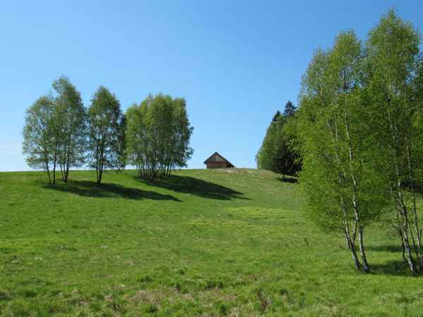 Grüne Idylle
