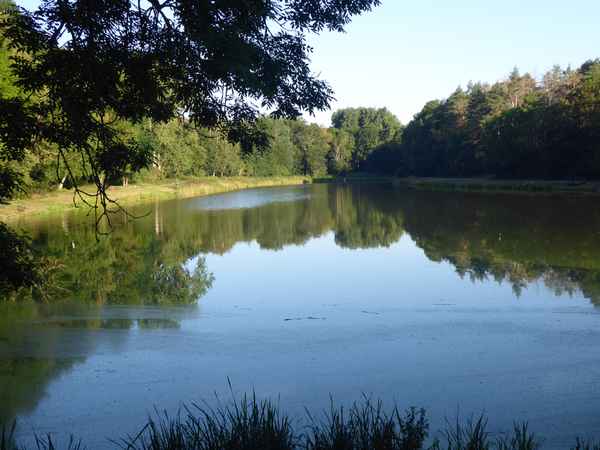 Waldsee im Naturschutzgebiet