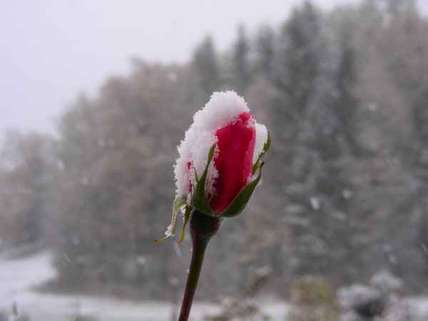 rose im schneesturm