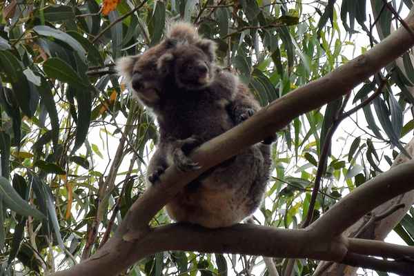 Koala