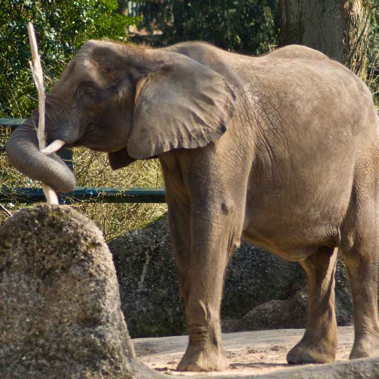 Elefant mit Ast