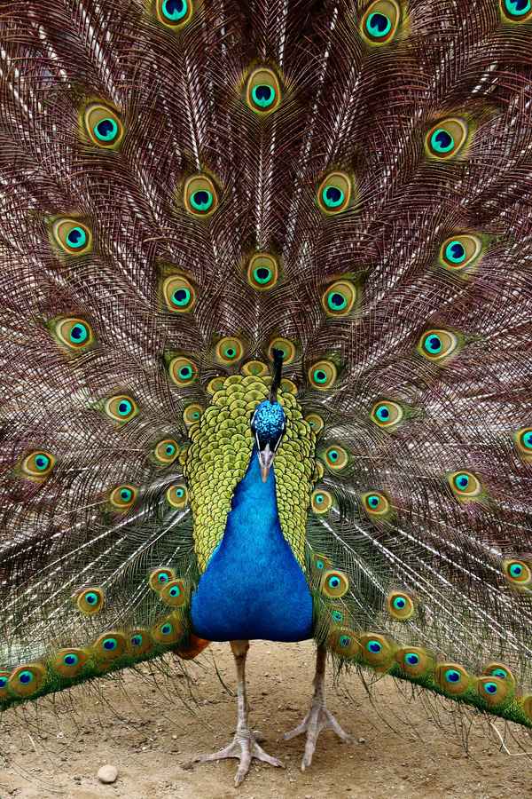 Stolzer Pfau