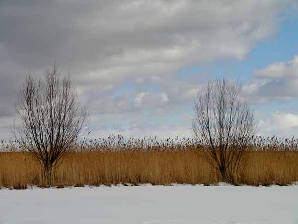 Büsche im Schnee
