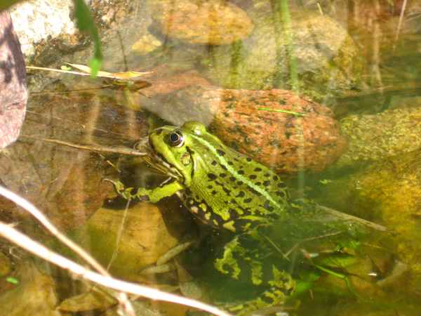 Wasserfrosch im Teich