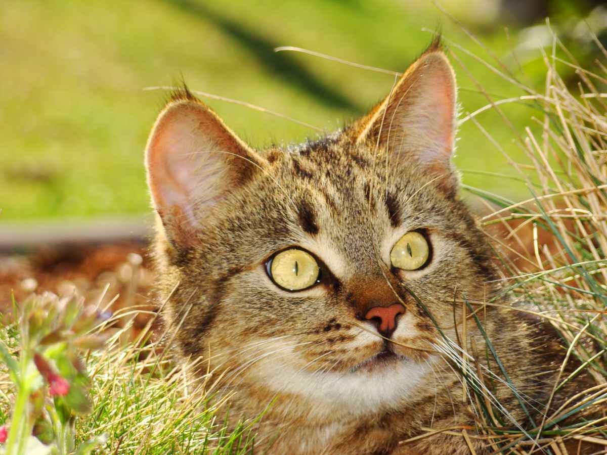 Mogli im Frühling 2