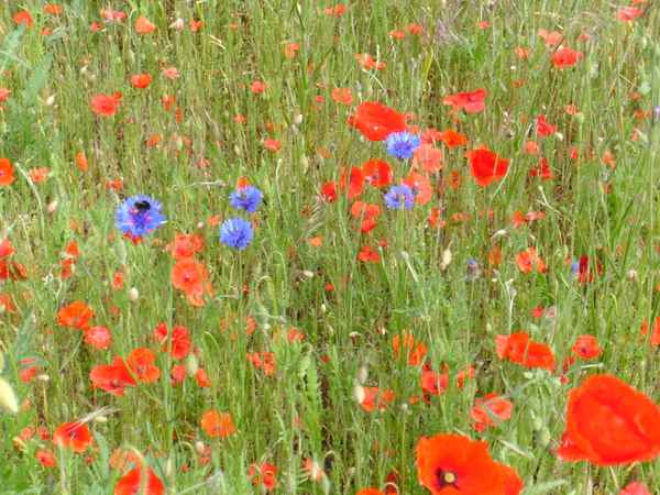 Mohnfeld in der Wiese