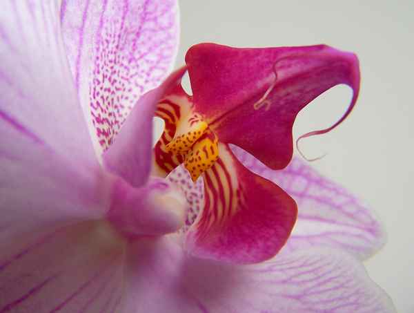 Orchidee