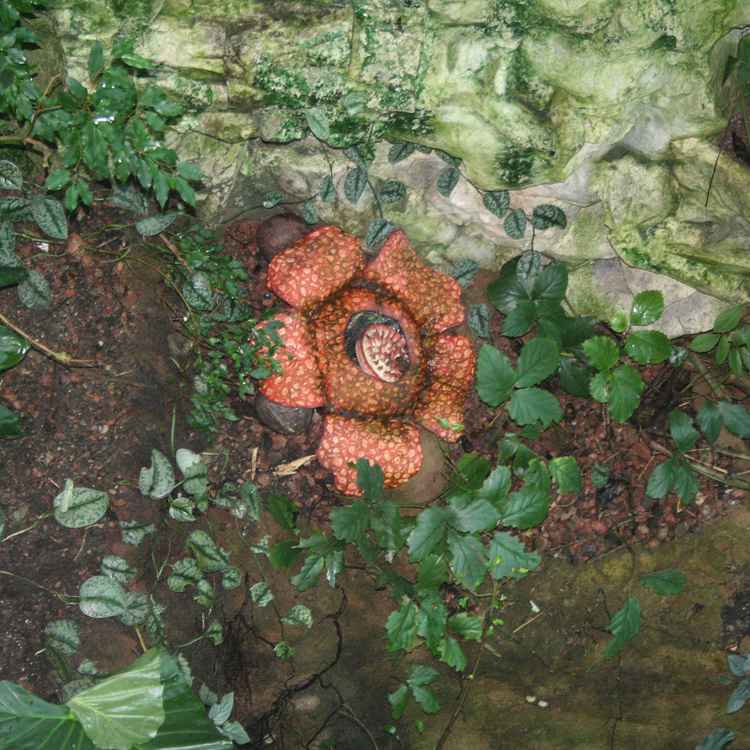 Rafflesia