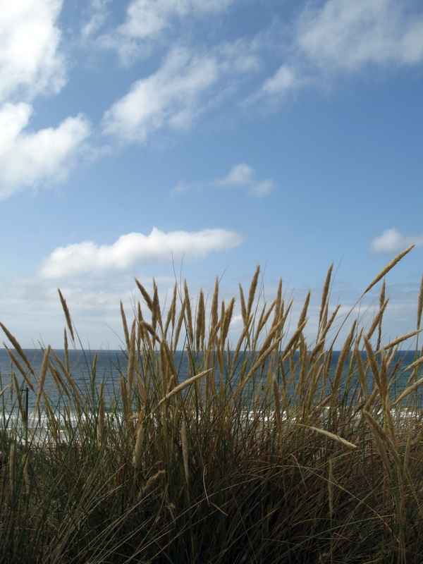 Dünengras vor der Nordsee