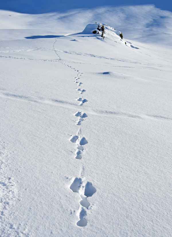 Die Spur von einem Feldhasen