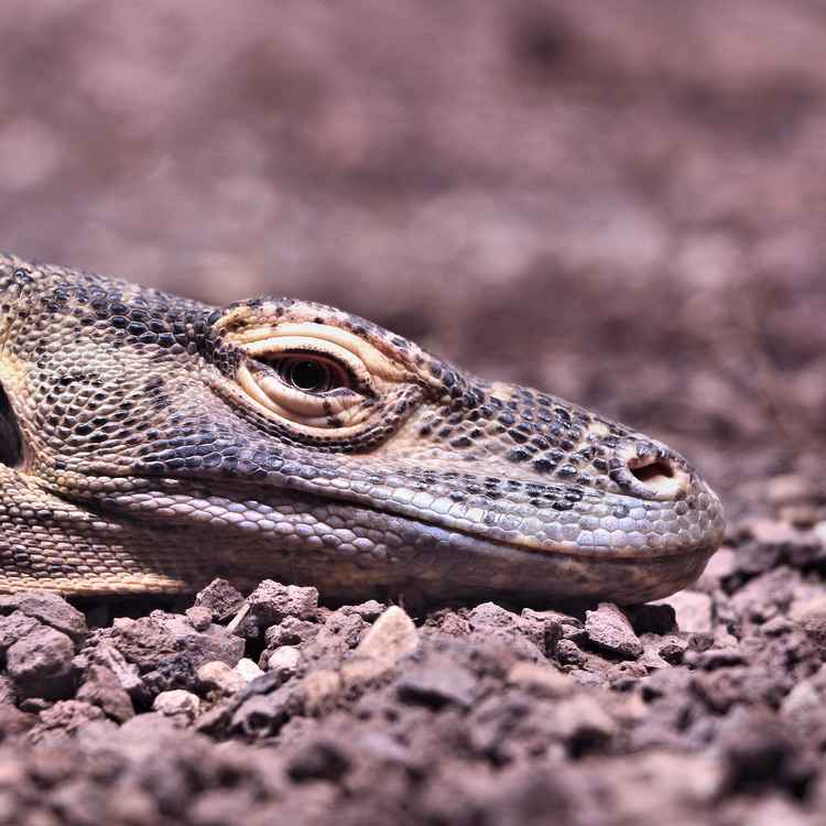 Leguan