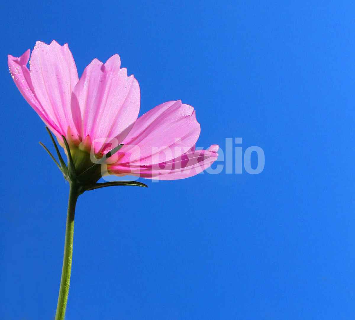 COSMEA I