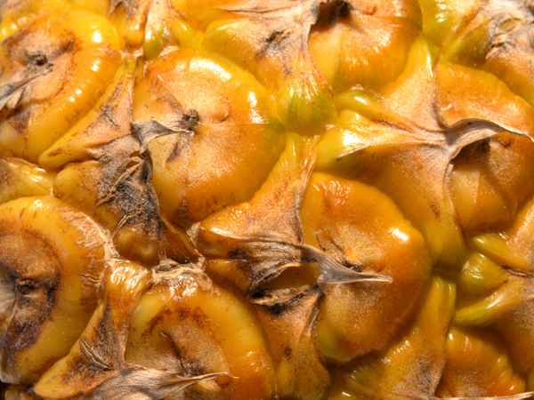 Ananas