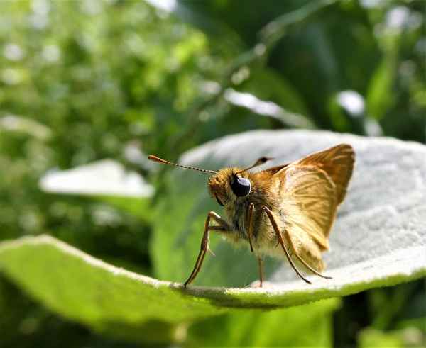 Dickkopffalter auf Königskerzenblatt