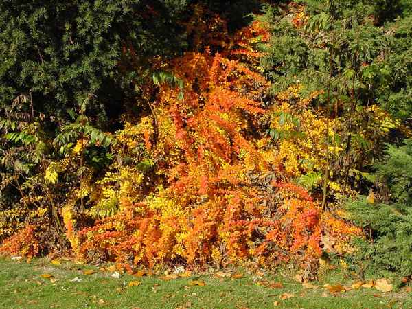Orange-Gelb im Grün oder Herbst am Start