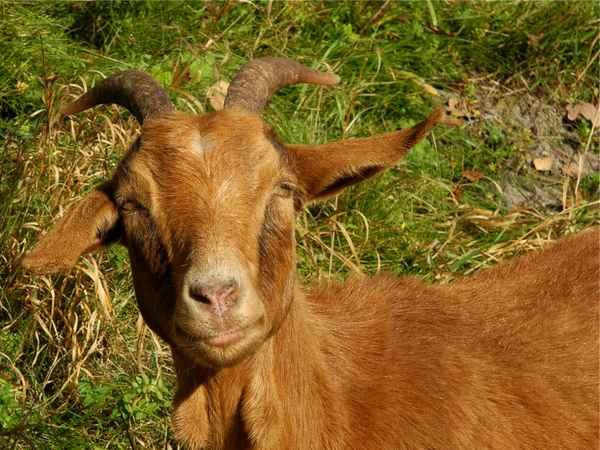 Schau mir in die Augen