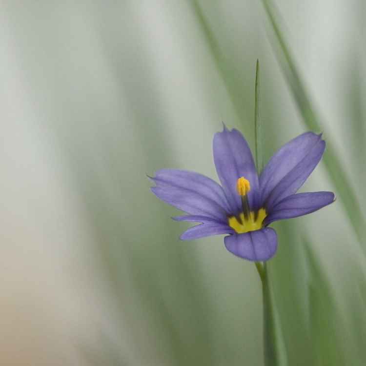 Blauaugengras